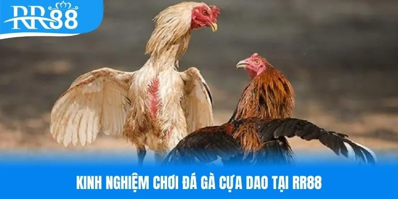 Bí kíp làm chủ các sới đấu đá gà cựa dao